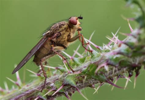 flies on pussy|outdoor flies pussy Search